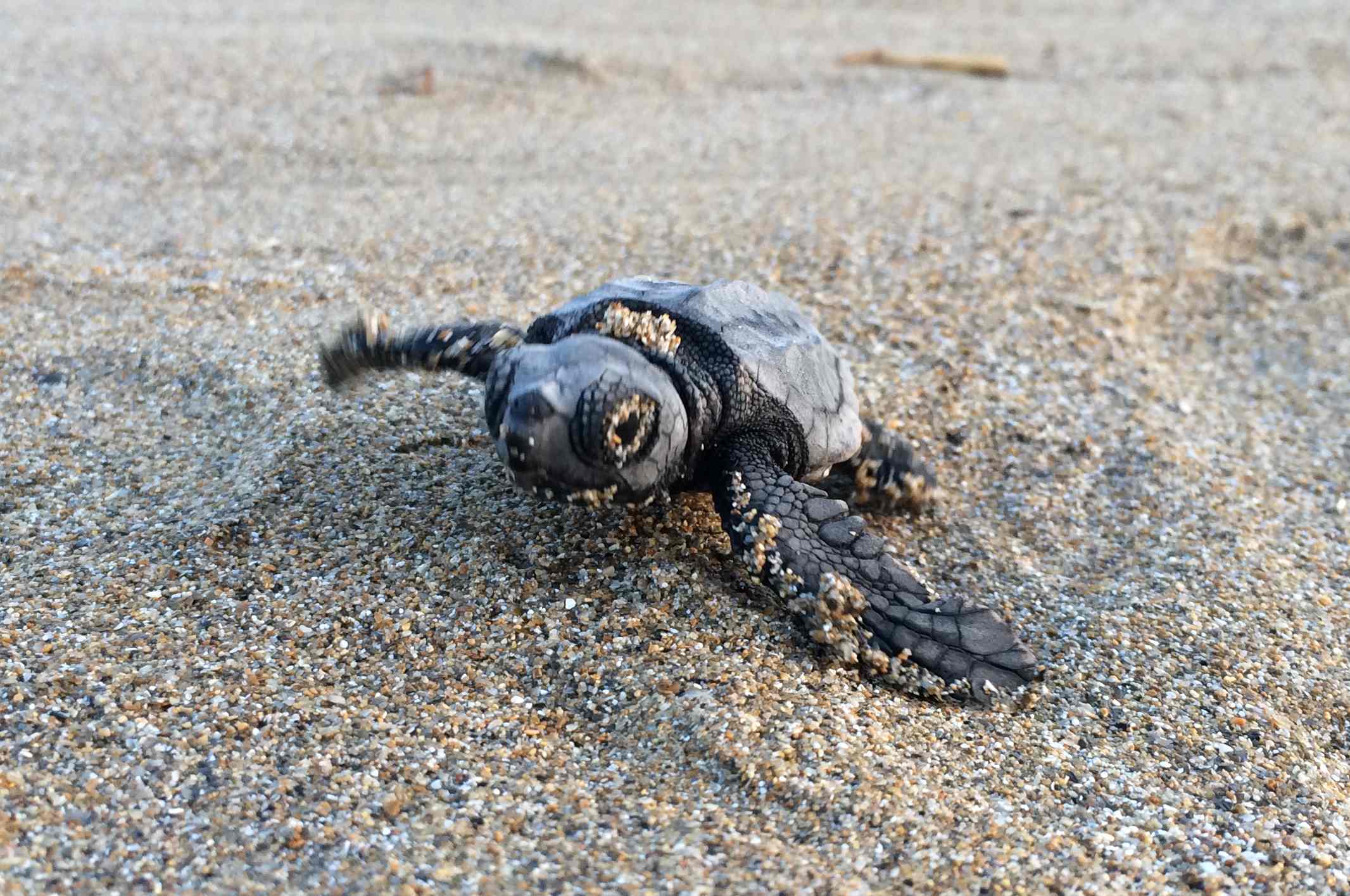 schiusa di Caretta caretta a Cefalonia